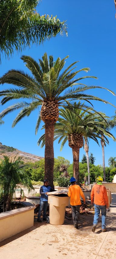 805-891-7999-Palm-Tree-Trimming-Services=Camarillo-Ventura-Thousand-Oaks